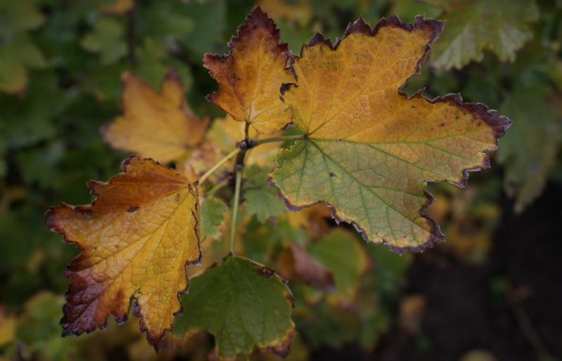 leaf vein, focus on foreground, gifts, leaf, yellow, plant part, handsomely, leaves, 2K, fruit, macro, change, tree, dacha, growth, beauty in nature, day