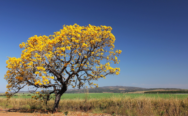 ip, outdoors, field, change, autumn, environment, Tree, Nature, 5K, South America/Brazil, Landscape, tranquility, blue sky, growth, clear sky, brazil