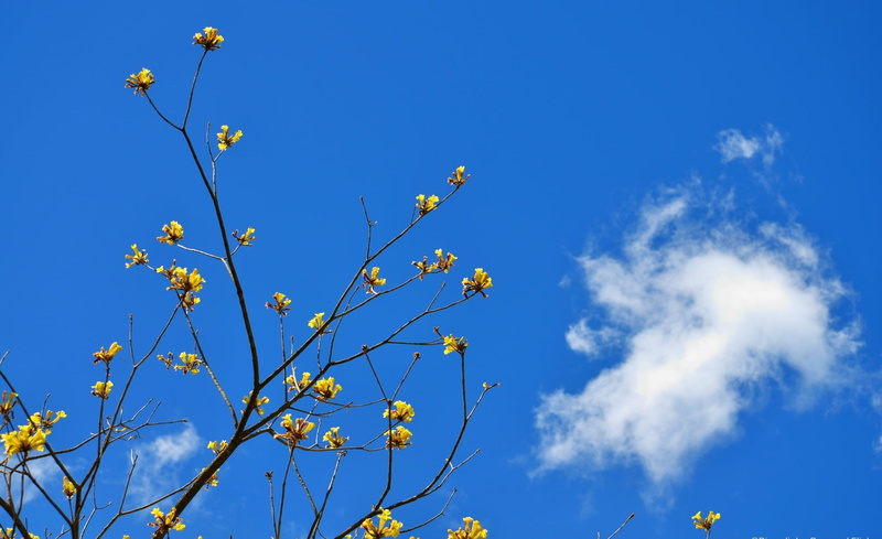 flores, flowers, beauty in nature, freshness, outdoors, spring, tranquility, plant, cloud, ceu, nuvens, Nature, petaled, 1080P, arvores, dry, sunlight