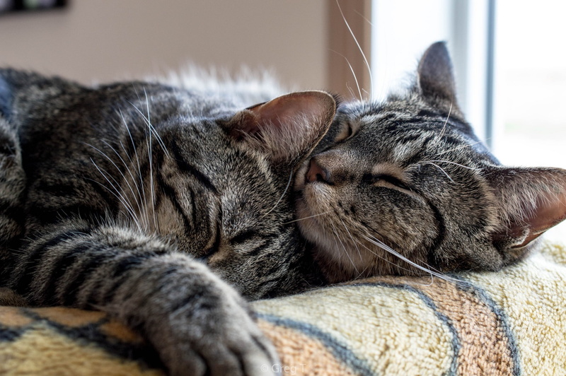 pose, love, muzzle, bed, comfort, tenderness, two, heat, hugs, cat, striped, attachment, grey, stay, cats, paws, sleep, the cat and the cat, a couple, two cats