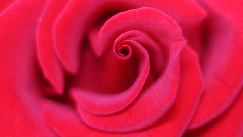 inflorescence, flower head, rose, valentines day - holiday, petal, growth, freshness, plant, softness, rose - flower, no people, full frame, fragility