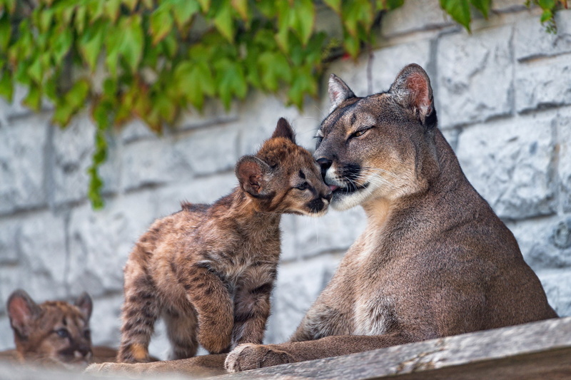 Cougars, wall, attachment, wild cats, zoo, baby, 2K, mom, lumenok, Puma, cub, weasel