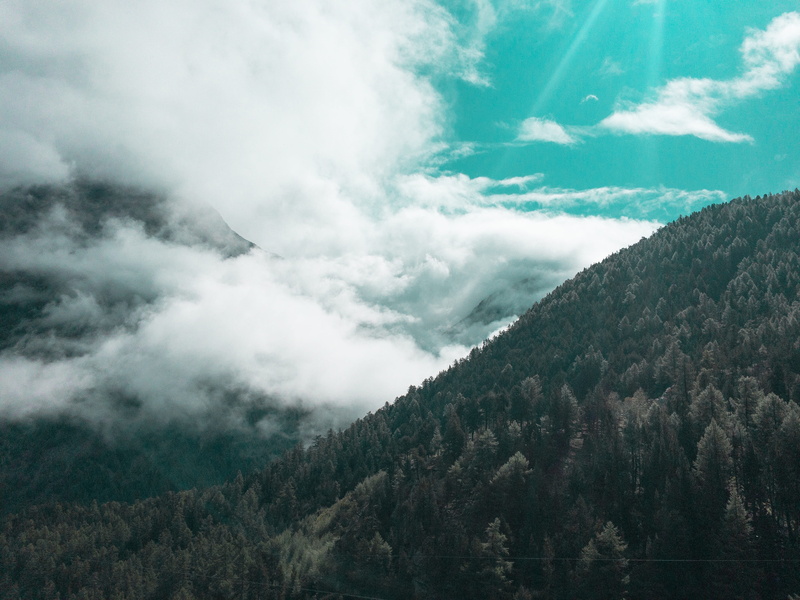 tree, sun flare, 4K, sun, switzerland, pine, tranquility, trees, scenics - nature, tranquil scene, environment, daytime, coniferous tree, cloud - sky