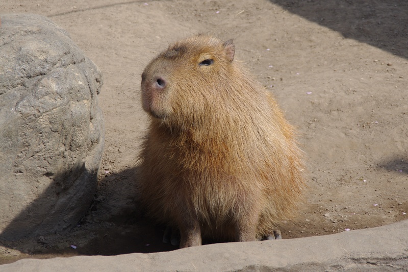 animal wildlife, capybara, rodent, animal, tweets from a pupil, no people, day, monkey, one animal, looking away, animals in the wild, field, mammal, zoo