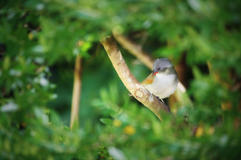 cape town, 4K, bird, day, food, perching, animal wildlife, vertebrate, south africa, green, selective focus, animal themes, focus on foreground, plant