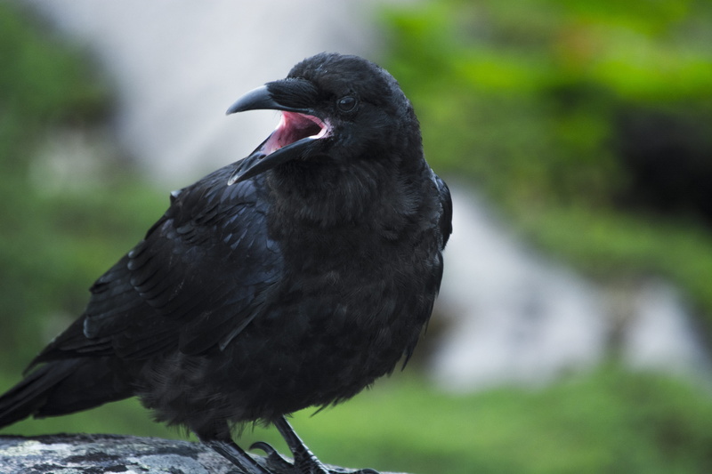 animals in the wild, raven - bird, life, twitter, chirp, wild, 5K, nature, black color, angry, blackbird, looking, mouth open, canada, one animal, looking away