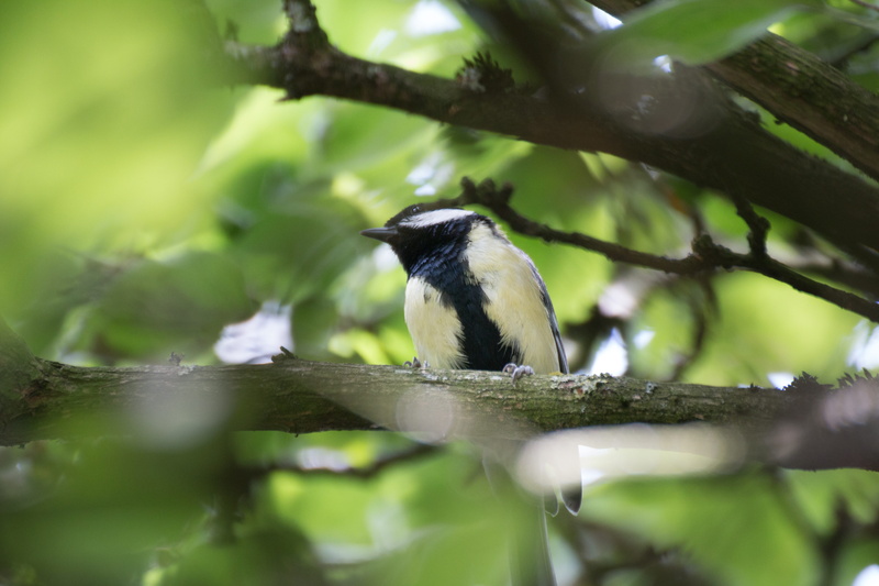 macro, animal themes, chirrup, branch, animal wildlife, the background image, low angle view, nature, 5K, close up, animals in the wild, feather, animal world