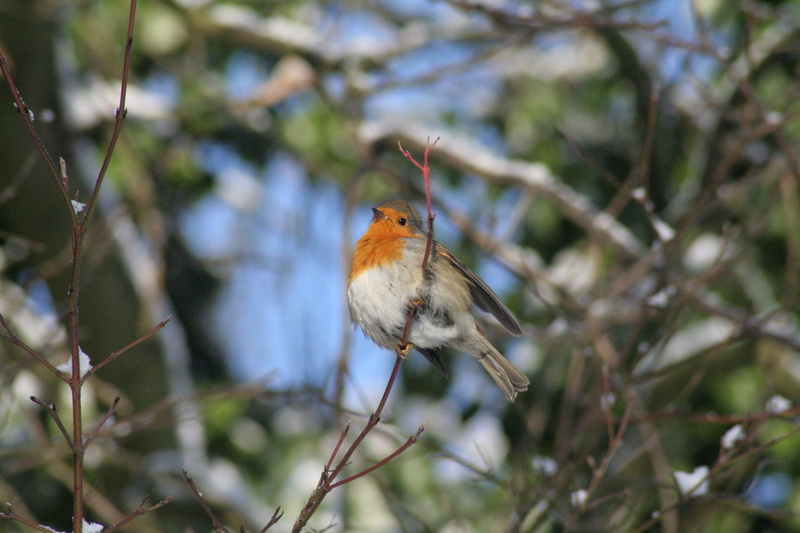 robin, tree, beauty in nature, day, branch, nature, songbird, animals in the wild, chirrup, animal themes, focus on foreground, animal wildlife, close-up