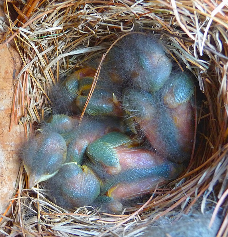 nature, feathers, animal wildlife, tweet, 2K, close-up, young animal, animal egg, fledgling, newborn, bird nest, endangered, group of animals, cute, bluebirds