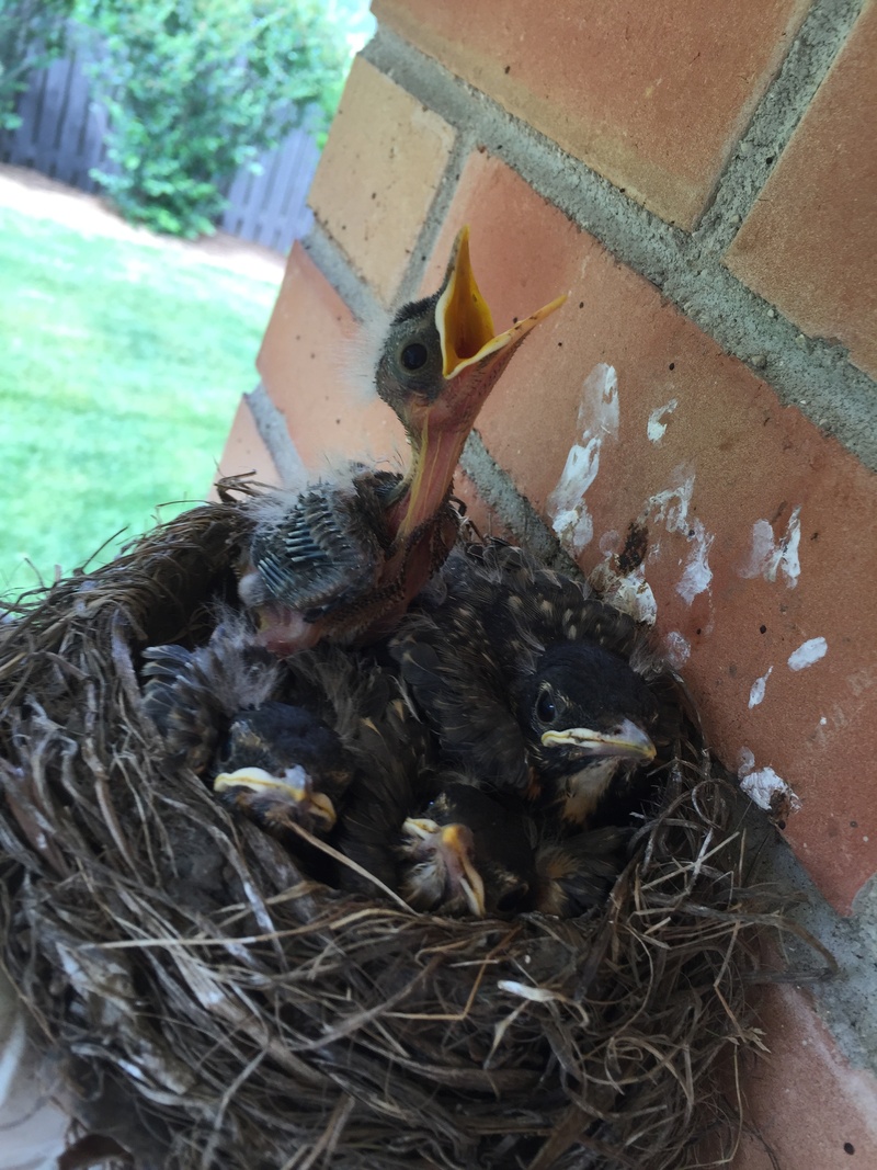 hatch, house, care, spring, no people, baby, vertebrate, animals in the wild, mommy, cute, day, animal themes, nest, outdoors, bird nest, feathers, new life
