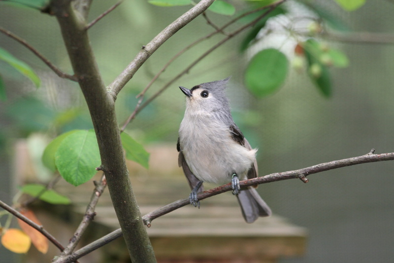animal themes, selective focus, outdoors, nature, close-up, bird, animal, looking away, 2K, animal wildlife, plant, chirp, tweet, perching, tree, animals in the wild