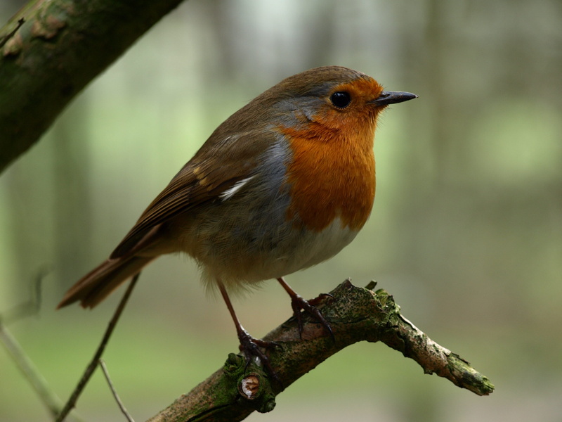 2K, wild, one animal, close-up, christmas, spring, tweet, natural, twitter, animal themes, songbird, focus on foreground, life, habitat, garden, vertebrate