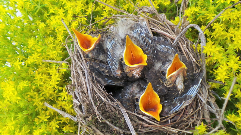 animal themes, young animal, vertebrate, orange color, yellow, animal, coop, 4K, animal wildlife, to feed waiting for you, tweet, close-up, group of animals