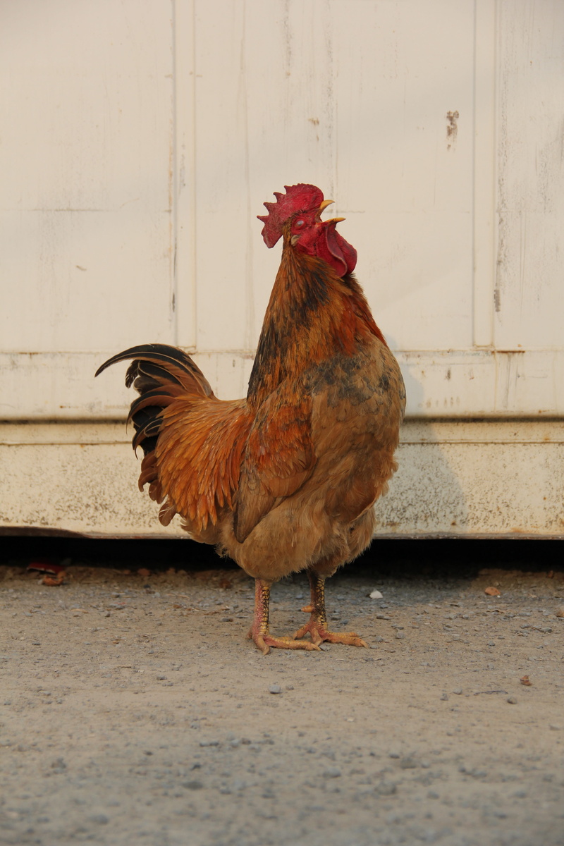House, pets, side view, domestic, bird, vertebrate, domestic animals, no people, animal, chicken, animal themes, nature, cockerel, outdoors, rooster, 5K