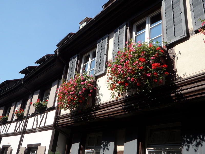 nature, freshness, fachwerkhäuser, angel lane, low angle view, truss, clear sky, red, house, gengenbach, flowering plant, outdoors, homes, window, day