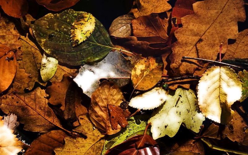 dry, falling, land, autumn, close-up, high angle view, leaf, vulnerability, beauty in nature, outdoors, dried, day, 1080P, fragility, maple leaf, nature
