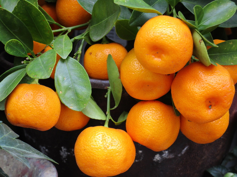 large group of objects, leaf, wellbeing, citrus Fruit, tangerines, orange Color, oranges, healthy Eating, day, ripe, lemon, food, summer, close-up, mandarin Orange