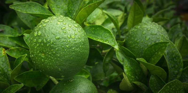 lime, leaf, plant part, day, food, ripe, citrus, focus on foreground, fruit, outdoors, citrus fruit, plantation, no people, healthy eating, food and drink