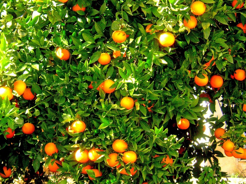 oranges, no people, plant part, orange - Fruit, wellbeing, ripe, food and drink, 2K, nature, outdoors, produce, tangerine, plantation, food, fruit, plant
