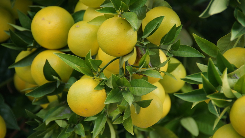 plant, freshness, no people, grapefruit, citrus fruit, growth, 4K, plant part, leaves, nature, ripe, tree, fruit tree, food and drink, lemon, fruit, close-up