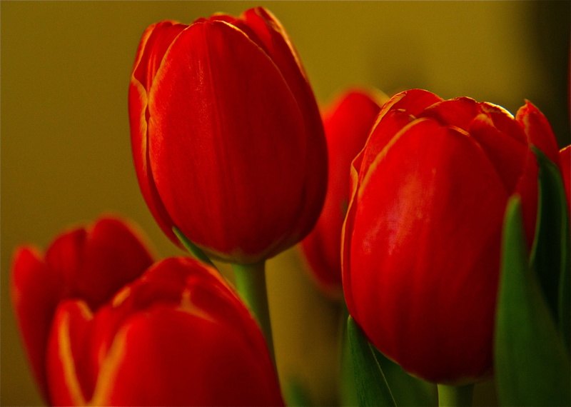Grocery Store, nature, Maine, plant, flower Head, petal, bokeh, tulip, macro, flower, springtime, green Color, red, 2K, Spring, Tulips