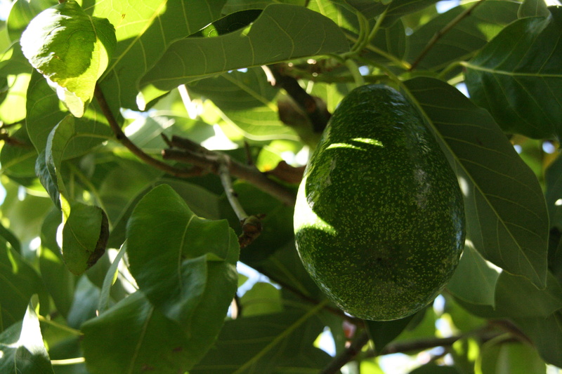 leaf, Tree, hanging, freshness, Plant, wellbeing, ripe, outdoors, Avocado, branch, focus on foreground, 4K, green Color, avocado tree, no people, summer