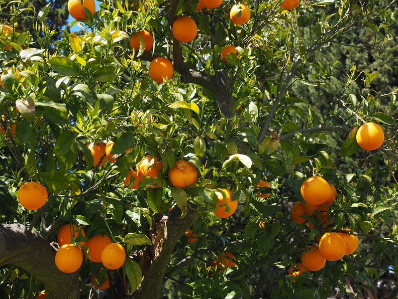 frisch, healthy eating, leaf, leaves, rutaceae, diamond green, nutrition, mediterranean, plant, vitamin c, sweet, branch, fruity, mandarin Orange, 4K