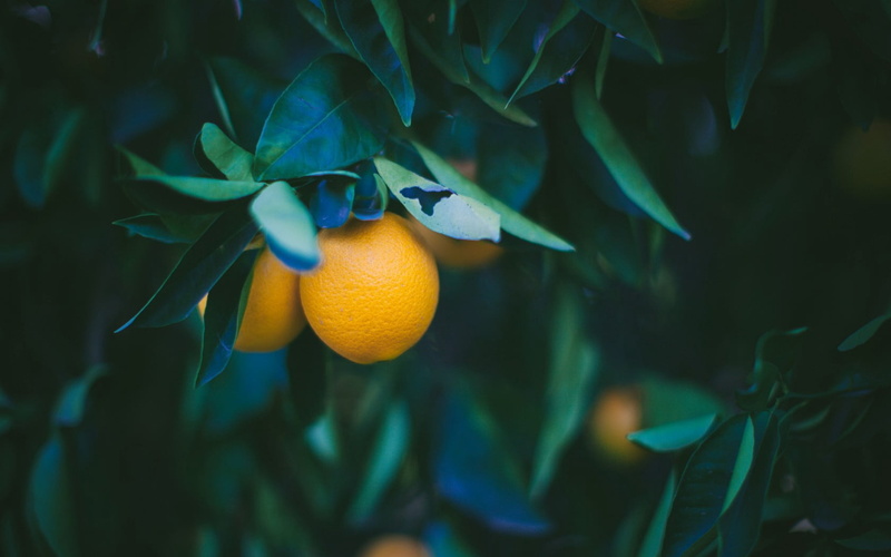 yellow, branch, close-up, 720P, orange color, ripe, fruit, vertebrate, agriculture, tree, lemon, animal, freshness, organic, plant, leaf, nature, orange - Fruit