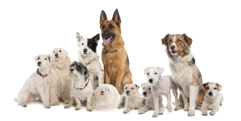 front View, pets, looking At Camera, border Collie, indoors, canine, white Background, animal, different, sit, puppy, obedience, animal Themes, studio Shot