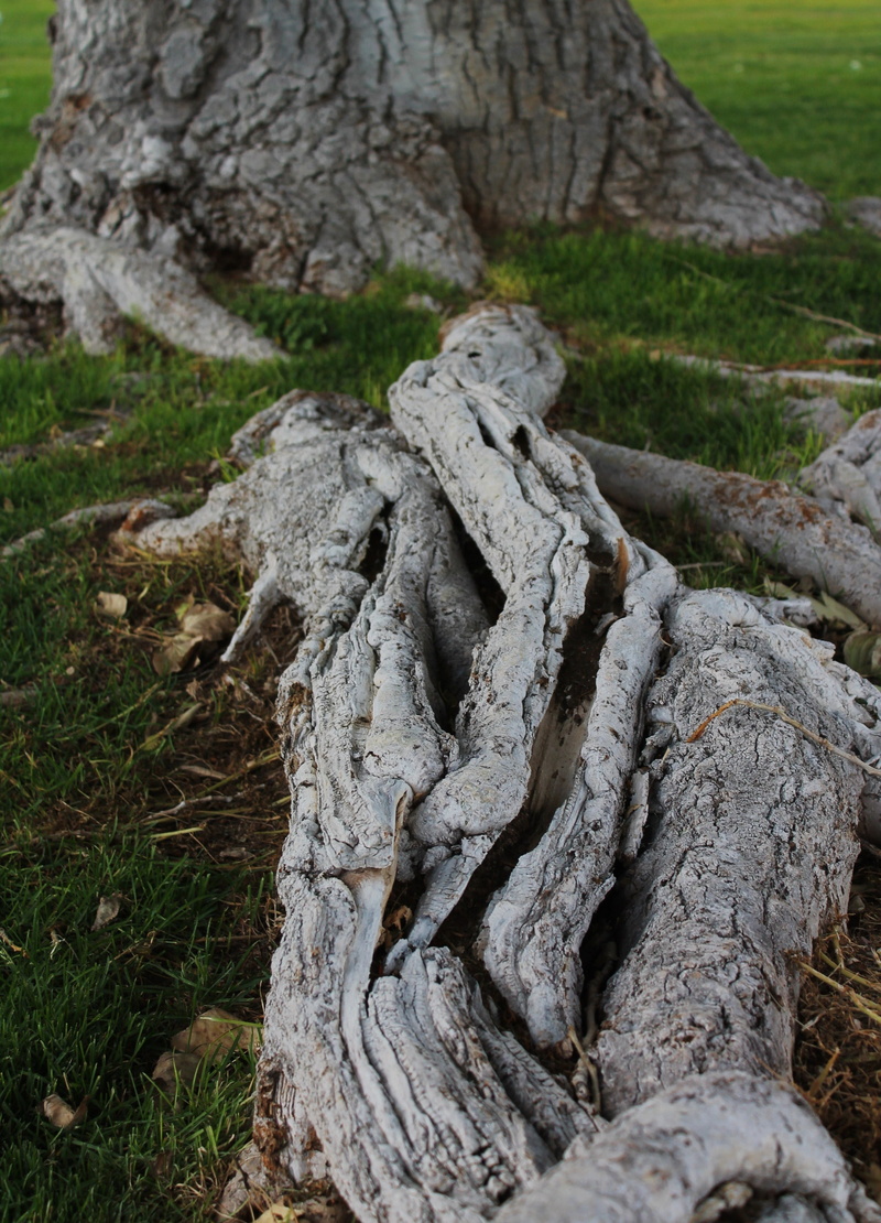 field, big roots, representation, tree roots, root, art and craft, tree, tree spirit, outdoors, amber avalona, trunk, focus on foreground, growth, sculpture