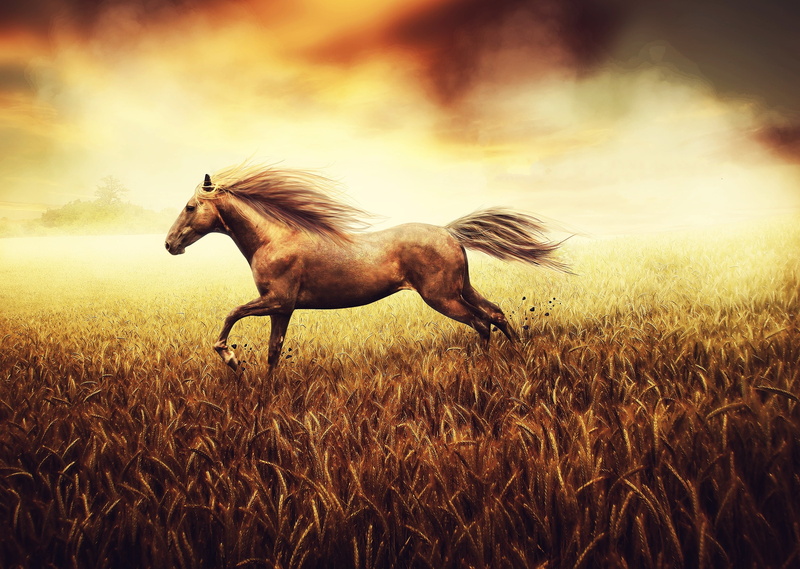running, field, tone, horse, stallion, animal wildlife, pony, land, herbivorous, sunset, beauty In Nature, grass, domestic, domestic animals, tail, plant