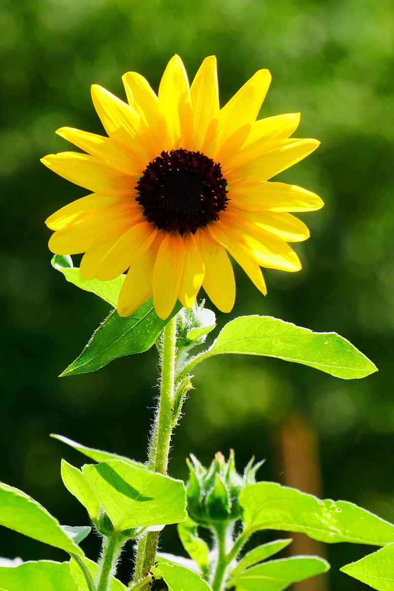 focus on foreground, beauty in nature, flower photography, common sunflower, native flowers, inflorescence, plant part, freshness, 1080P, flowers, pictures of sunflowers