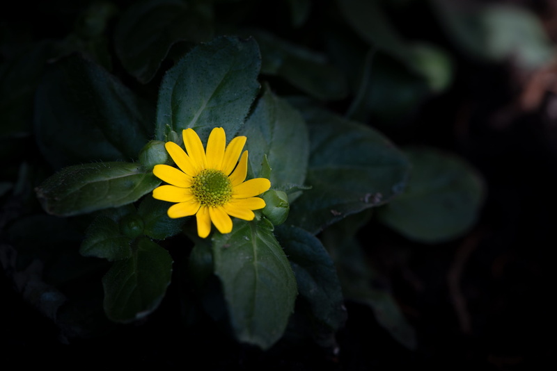hussar buttons, beauty in nature, spring, small flowers, flowers, plant, 2K, focus on foreground, growth, petal, pollen, freshness, flowering plant, in the garden