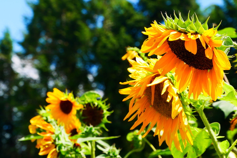 pictures of a sunflower, close-up, petal, plants that attract bees, blooming, helianthus, common sunflower, nature, pictures of sunflowers, beauty in nature