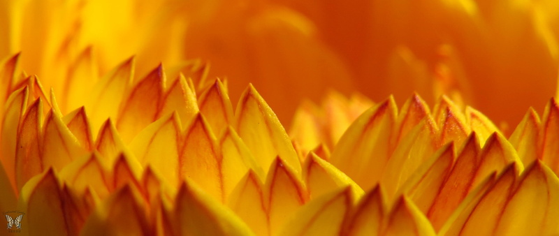 petal, nature, plant, bright, orange, annual, macro shot, 2K, macro, SEEDS, yellow  flame, morning light, Calendula  officinalis, flower petal, SWALLOWTAIL