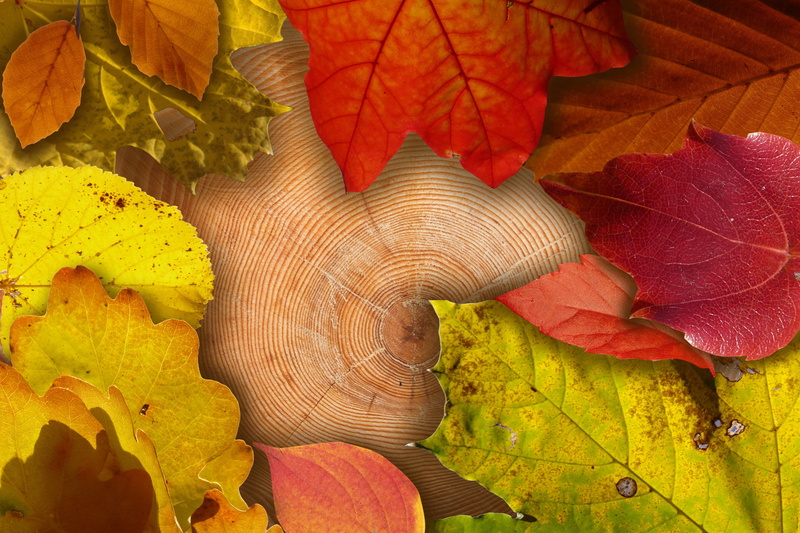 annual rings, color, day, fragility, plant part, leaf, dry, flower head, maple, no people, freshness, flower, close-up, autumn, beauty In Nature, backgrounds
