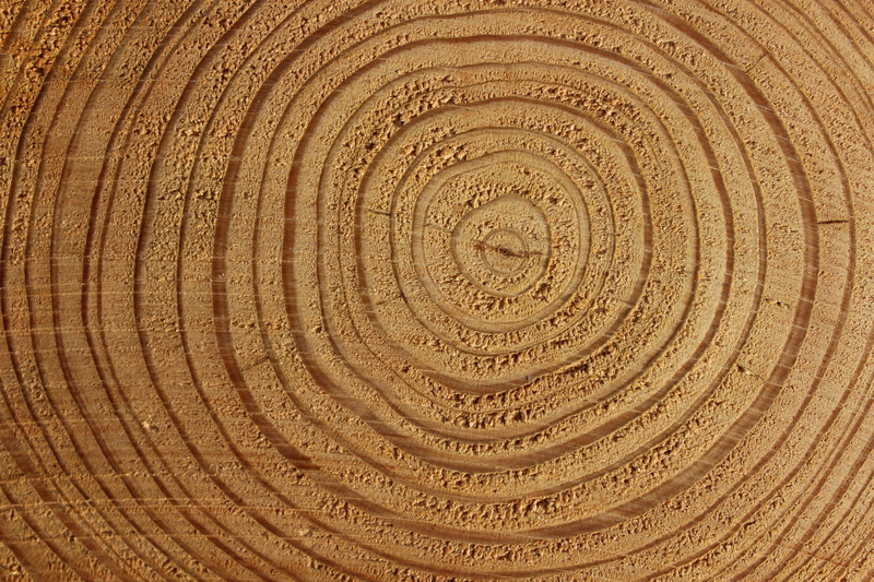 abstract, lines, plant, tree ring, brown, pattern, natural pattern, structure, nature, tree bark, log, tree, fiber, persepktive, annual rings, shape, 5K