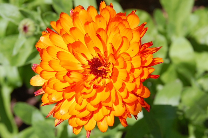 Asteraceae, calendula, bloom, annual, orange, Magnoliophyta, boothbay, ME, Magnoliopsida, flower Head, lincoln, Plantae, flower, Sunburst, observation