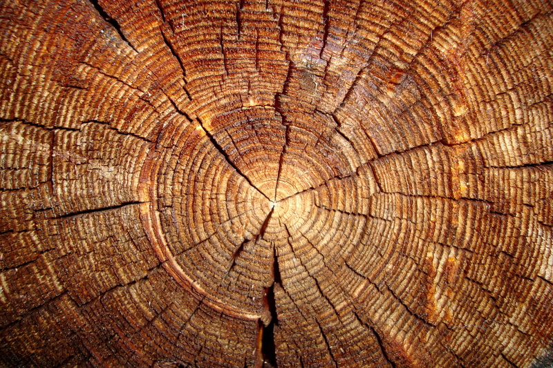 trunk, plant, old, grained, firewood, tree, lumber Industry, close-up, annual, plank, log, outdoors, rough, pattern, wood, macro, hardwood, no People, bark