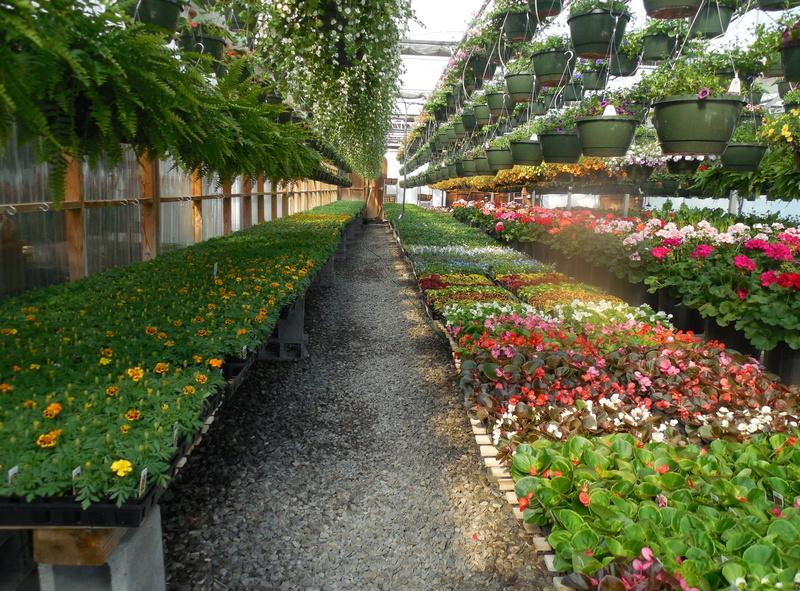 no people, fragility, nature, plant nursery, florist, flower pot, park, summer, glasshouse, beauty in nature, day, 4K, agriculture, plant, gardening, vulnerability