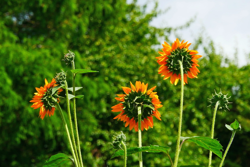 outdoors, invertebrate, bee friendly flowers, flowers that attract bees, native annuals, inflorescence, pictures of a sunflower, 1080P, flower head, beautiful flower pictures