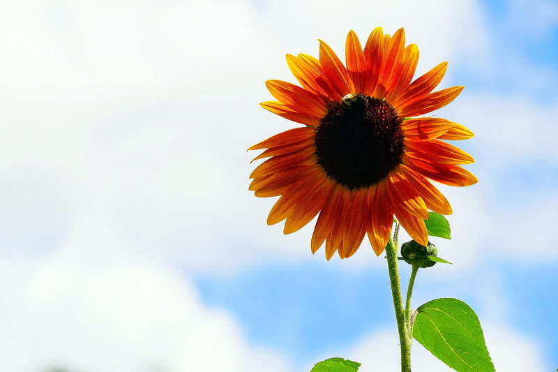 nature, beauty in nature, best flowers for bees, sunflower pictures, annual, common sunflower, inflorescence, copy space, flowers pic, close-up, flower head