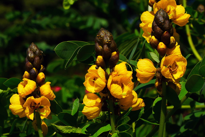 plants, 1080P, cassia didymobotrya, annual plant, fast, leaf, fragility, perennials plant, didymobotrya, yellow, yellow flowers, vulnerability, family