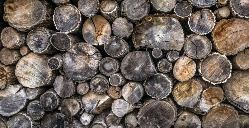 wild, deforestation, curve, close-up, large group of objects, cordwood, wood grain, plants, lumber industry, wood, abundance, annual zone, also clearly sense