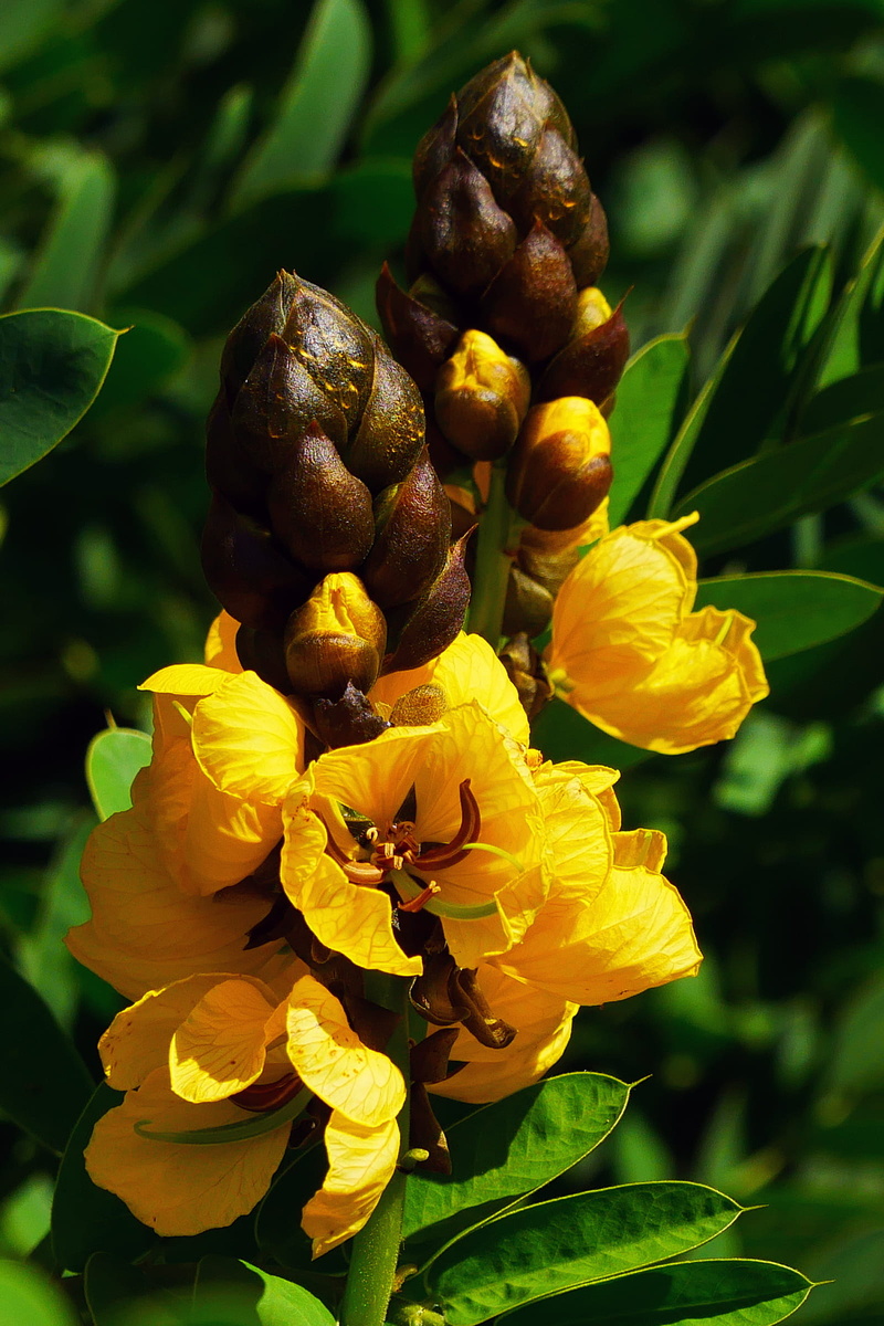 tropical plant, popcorn, annual plant, close-up, perennials plant, growth, petal, beauty in nature, didymobotrya, fast, day, focus on foreground, central