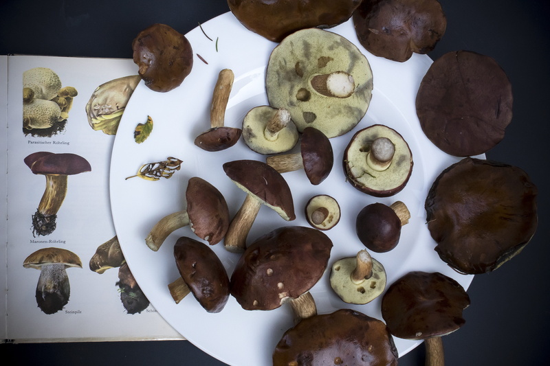 temptation, determine, reishi, choice, seed, healthy eating, compare, mushrooms, autumn, close-up, brown, freshness, still life, nut, plate, arrangement