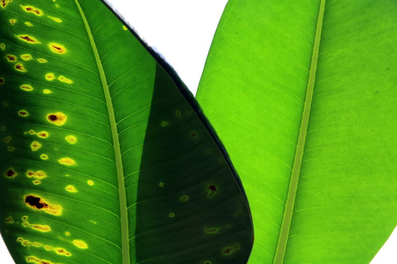 day, plant, plant part, vulnerability, vivid, environment, photosynthesis, leaf vein, contrast, outdoors, beauty in nature, 5K, sick, change, green color