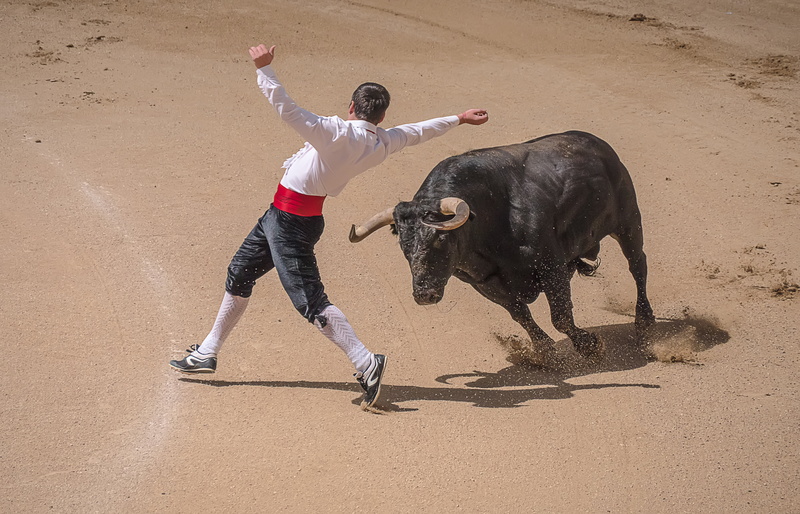 bull, one animal, charging, sport, mark spain, people, bulls, adult, outdoors, ring, full length, value, one person, human limb, bullfighters, dangerous