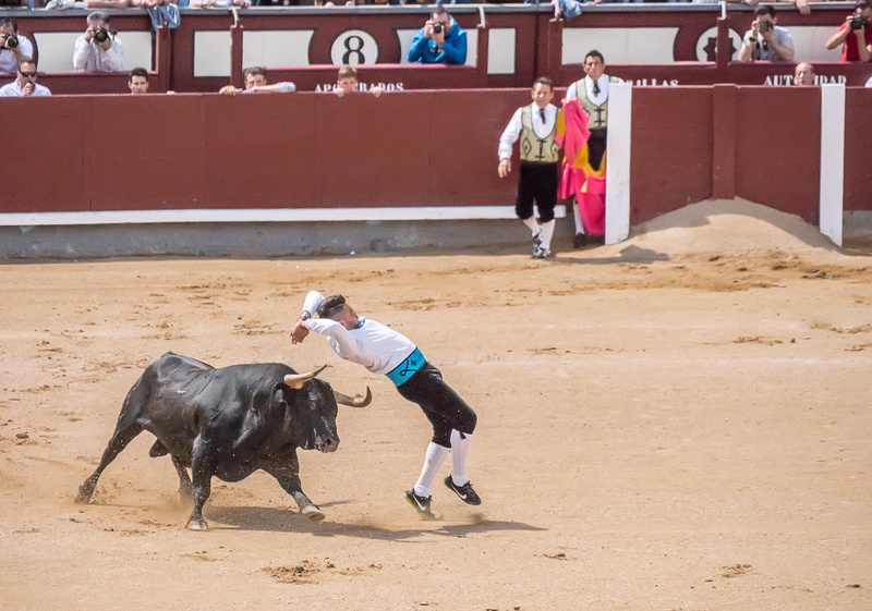 domestic, banderillero, group of people, plaza, mammal, Bullfighters, dog, dangerous, men, people, matador, sport, threat, Trimmers, incidental people