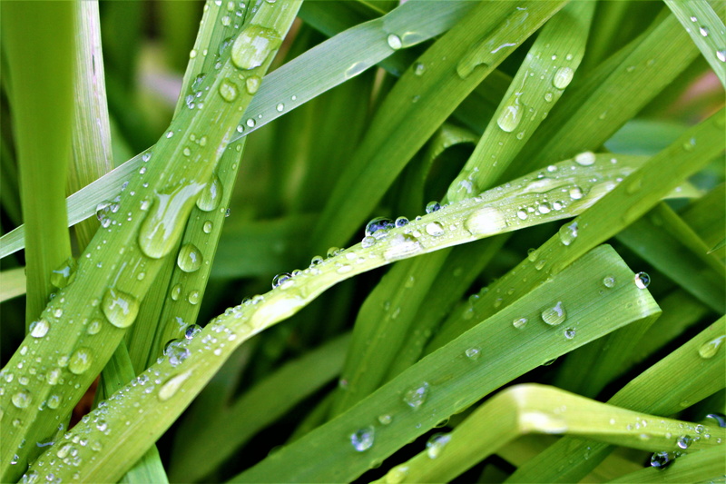 no people, foliage, blade of grass, garden, water drops, water, plants, planting, discounts, drop, dew, growth, plant, raindrop, freshness, 5K, green color